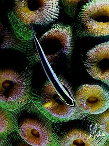 This image was taken during a dive at Mikes Reef off Nassau. by Steven Anderson 
